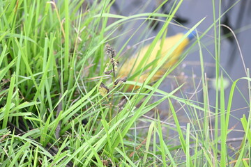 Desmostachya bipinnata grass. Its common names  halfa grass, big cordgrass, salt reed grass, Kusha grass and Darbha grass. This  is an Old World perennial grass, long known and used in human history. 