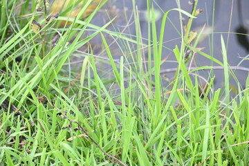 Desmostachya bipinnata grass. Its common names  halfa grass, big cordgrass, salt reed grass, Kusha grass and Darbha grass. This  is an Old World perennial grass, long known and used in human history. 