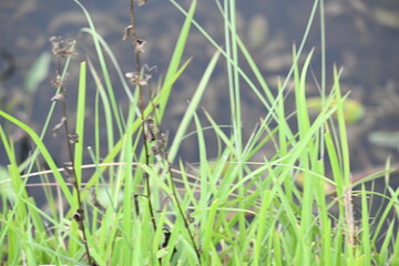 Desmostachya bipinnata grass. Its common names  halfa grass, big cordgrass, salt reed grass, Kusha grass and Darbha grass. This  is an Old World perennial grass, long known and used in human history. 