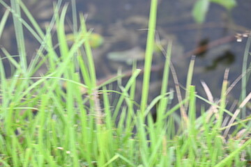 Desmostachya bipinnata grass. Its common names  halfa grass, big cordgrass, salt reed grass, Kusha grass and Darbha grass. This  is an Old World perennial grass, long known and used in human history. 