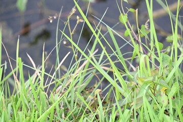 Desmostachya bipinnata grass. Its common names  halfa grass, big cordgrass, salt reed grass, Kusha grass and Darbha grass. This  is an Old World perennial grass, long known and used in human history. 