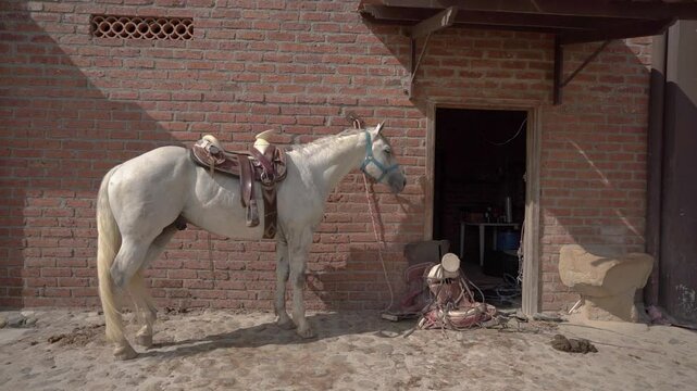 CABALLO BLANCO VIEJO OESTE