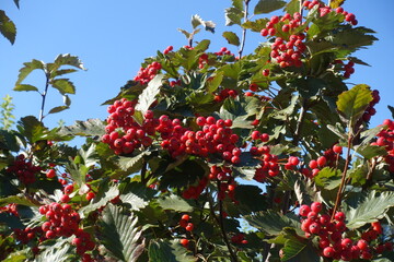 Ripe red berries of Sorbus aria against blue sky in October