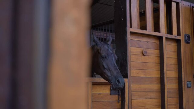 CABALLO NEGRO