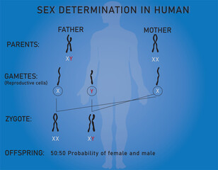 Diagram of sex determination in humans by sex chromosomes (XX females, XY males).