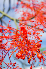 Brachychiton Acerifolius has bright red flowers all over the plant. The bright red bell-shaped flowers are native to Australia.
