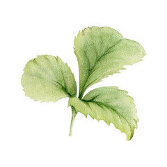 Green trefoil leaf. Flower bush tree hand drawn in watercolor, Strawberry damson wayfaring burnet parsley blackberry. Isolated botanical illustration. Wedding, florist shop, scrapbooking, cosmetics