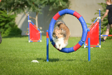 Dog is jumping through the tyre. Amazing day on czech agility competition.	