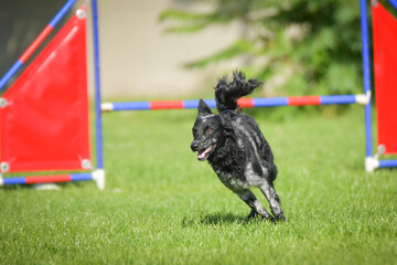 Dog is jumping over the hurdles. Amazing day on czech agility competition.	
