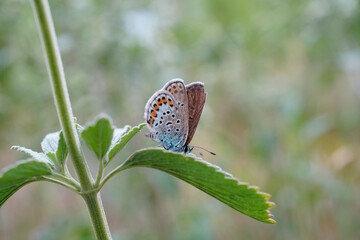 A butterfly sits on a green leaf.
