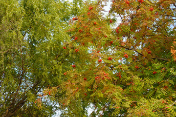 Yellow and green autumnal foliage and orange fruits of Sorbus aucuparia in mid October