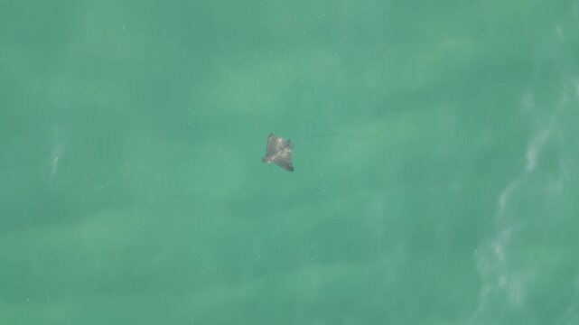 La raya jaspeada (Aetobatus narinari) 4K