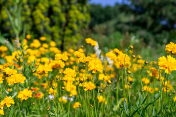 Heliopsis helianthoides, yellow flowers on the flowerbed