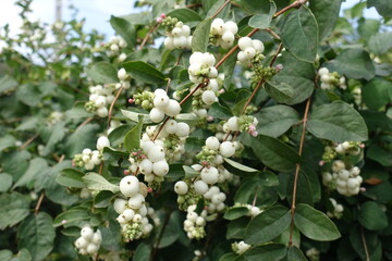 Thin branches of common snowberry with fruits and flowers in August