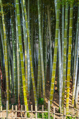 Fototapeta premium Close-up of bamboo stalks with green and yellow hues growing densely behind a small bamboo fence