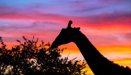 Silhouette of giraffe grazing on tree leaves at dusk. AI