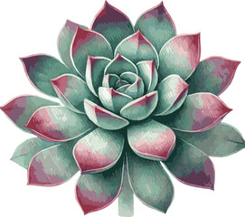Fototapeta premium Beautiful vector watercolor realistic illustration of a succulent
