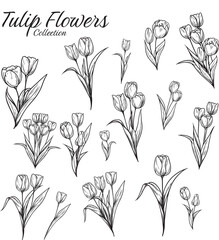 Tulip Flower Collection Hand Drawn Vintage Illustration