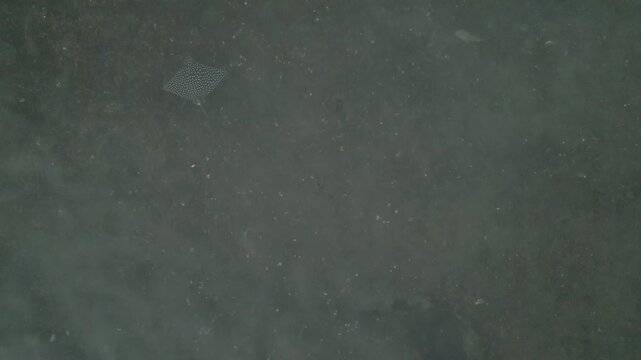 RAYA NADANDO EN ARRECIFE 