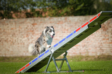 Amazing, crazy dog is on see-saw. She is so incredible dog on agility.	
