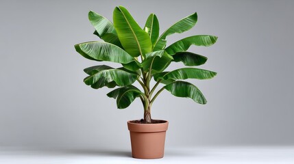 Obraz premium Large green plant is in a brown pot. The plant is tall and has a lot of leaves