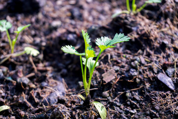 The coriander in the soil plot has the morning light shining. Health benefits of coriander, among green leaves and soft blurred style for background.