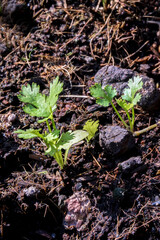 The coriander in the soil plot has the morning light shining. Health benefits of coriander, among green leaves and soft blurred style for background.