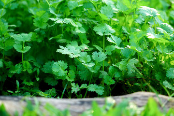 The coriander in the soil plot has the morning light shining. Health benefits of coriander, among green leaves and soft blurred style for background.