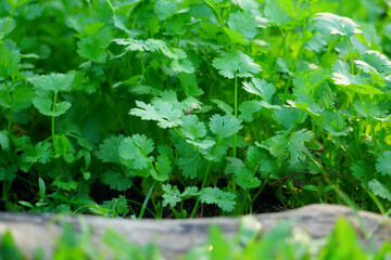 The coriander in the soil plot has the morning light shining. Health benefits of coriander, among green leaves and soft blurred style for background.