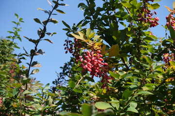 Blue sky and branches of Berberis vulgaris with red berries in mid September