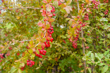Autumnal foliage and ripe red berries of Berberis vulgaris in October