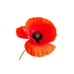 Red poppy flower isolated on white background