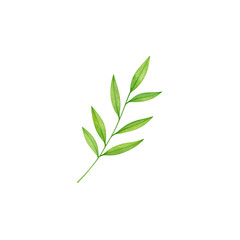 Fototapeta premium Natural green leaves on white background