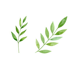 Natural green leaves on white background