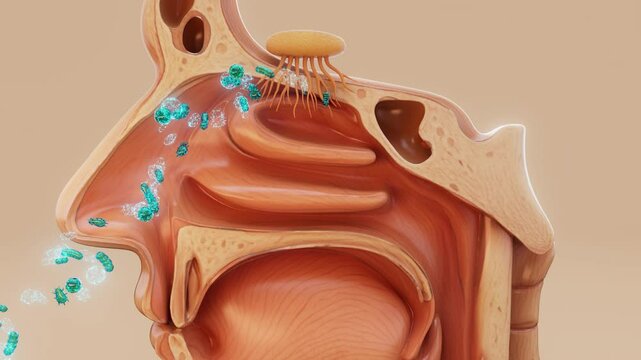 Conceptual 3D animation of bacteria entering through the nose