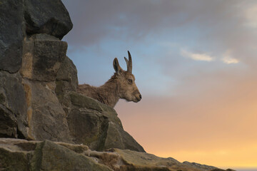 Ibex on a rocky outcrop in an alpine landscape, gazing majestically.
