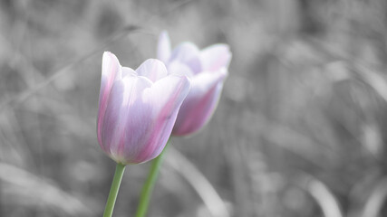 Delicate, purple tulip blossoms in close-up against a soft green background,