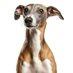 italian greyhound dog portrait on white background