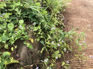 Green vine plants growing along a roadside curb, symbolizing nature's resilience in urban spaces. Great for themes of growth and environment