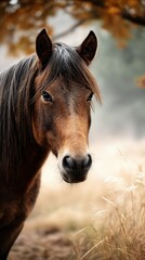 Obraz premium Majestic brown horse standing in golden grass under autumn foliage at dawn in a serene landscape
