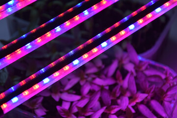 Plants seedlings flourish under the glow of LED grow lights.