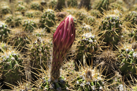 Spring Cactus with Large White and Pink Flowers in Bloom in In the Argentine deserts. Soehrensia or echinopsis candicans