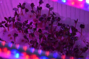 Plants seedlings flourish under the glow of LED grow lights.