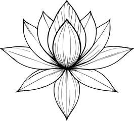 lotus flower vector illustration 