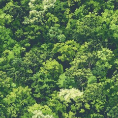 Naklejka premium Lush Green Forest Canopy: Aerial View of Dense Tree Tops in Summer.