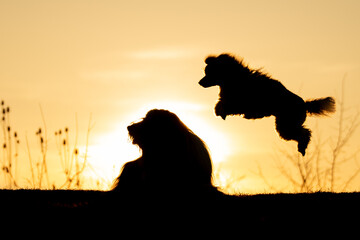 Silhouette of a Dogs Joyfully Running at Sunset. A dynamic silhouette of a dogs captured mid-leap...
