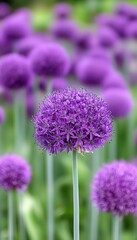 Fototapeta premium Stunning Giant Onion Flowers in Full Bloom Create a Colorful and Lush Garden Scene in Springtime