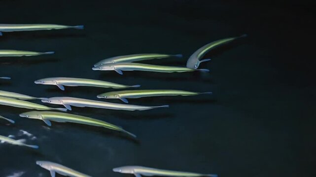 Baby eels in the sea.