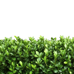 Obraz premium Lush green hedge foliage isolated on transparent background