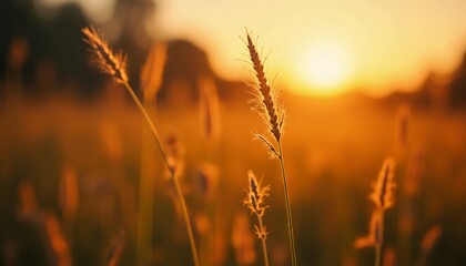 Fototapeta premium Golden blades of grass sway gently in a summer field, illuminated by the warm glow of the setting sun. The serene atmosphere invites reflections on nature and peace Generative AI